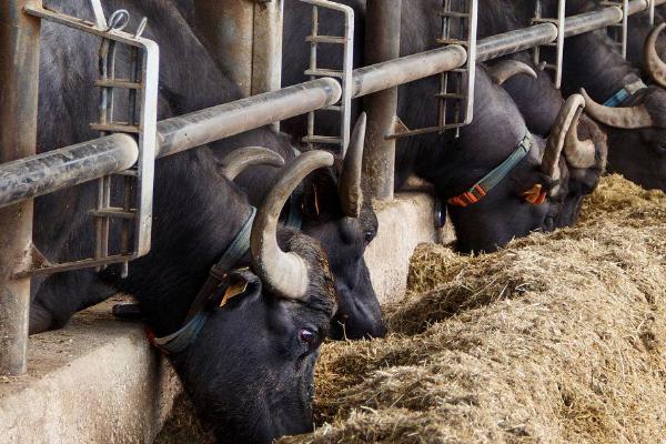 水牛的养殖周期，养殖出栏需要三年左右时间