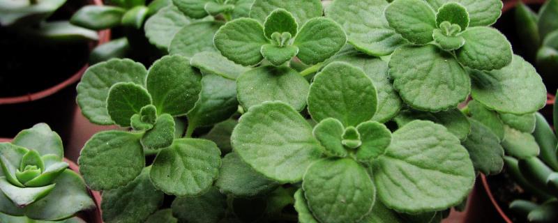 多肉植物的种类，常见的有碰碰香、燕子掌、桃美人等