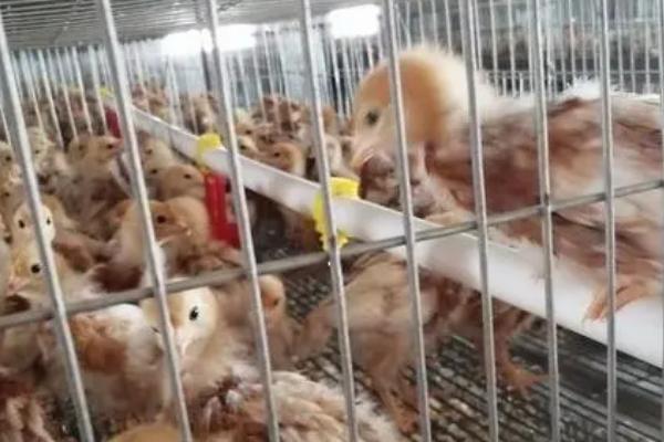 小鸡如何饲养，出壳后24小时内不饮水