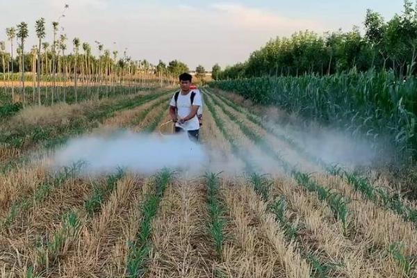 玉米田除草剂的选择，分为单剂种类和混剂种类