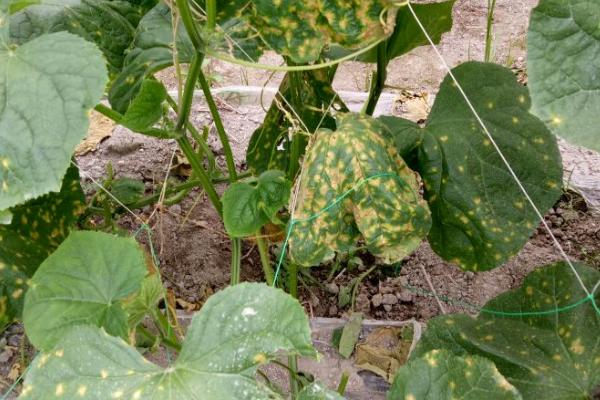 黄瓜花腐病的症状，发病初期黄瓜花呈褐色腐烂状