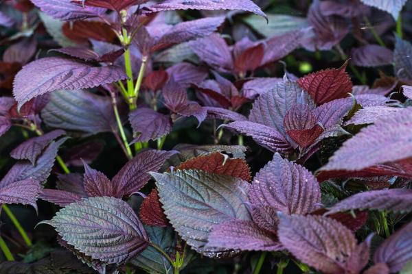冬天种紫苏会不会枯萎，在大棚内或温室内种植才不会枯萎