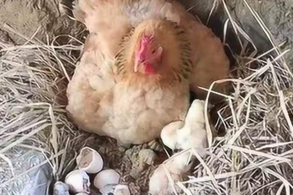 母鸡冬季孵化的小鸡能不能存活，可以存活而且一般能长得比较健壮