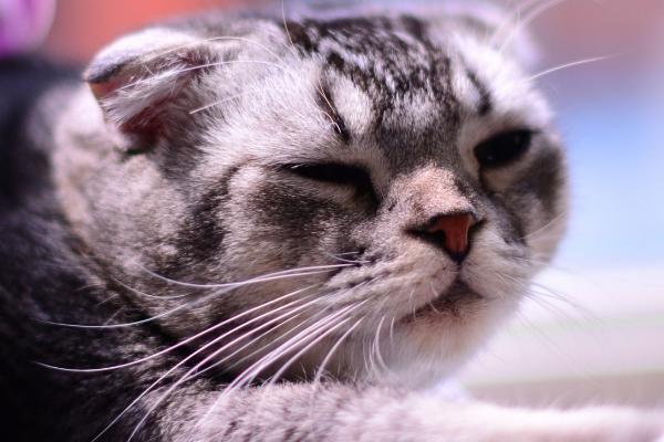 猫中爱马仕是什么猫，是指缅因猫、苏格兰折耳猫等