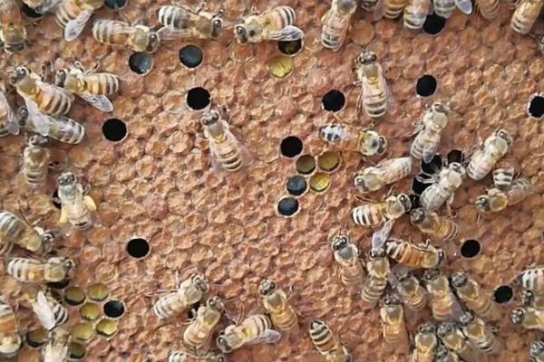 意蜂双王群的优点及缺点，蜂群前期繁殖速度特别快