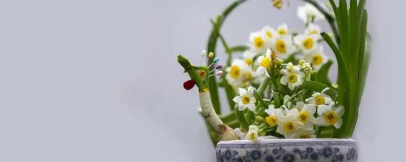 水仙花疯长如何修剪，将生长过于茂密的叶片进行剪疏