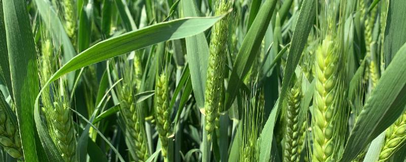 鄂麦017小麦种简介，小穗着生密度中等