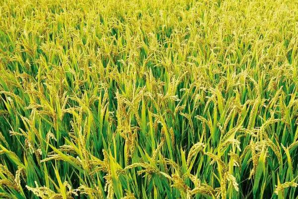 华元3优218水稻品种的特性，每亩插足1.5万丛左右