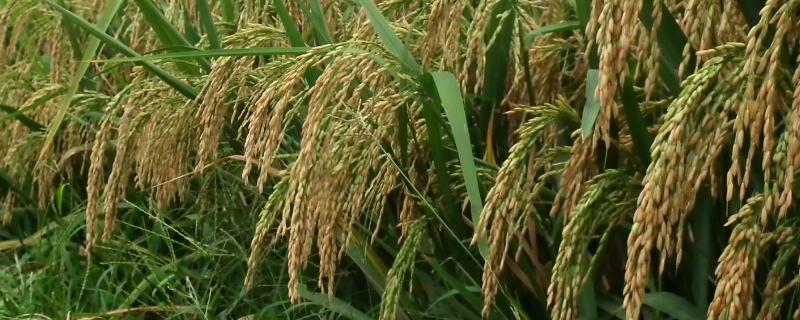 荟丰优466水稻种子简介，籼型三系杂交水稻品种