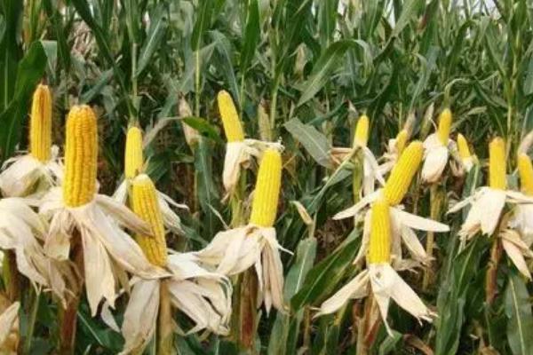 神农美玉78玉米品种的特性，防治地下害虫