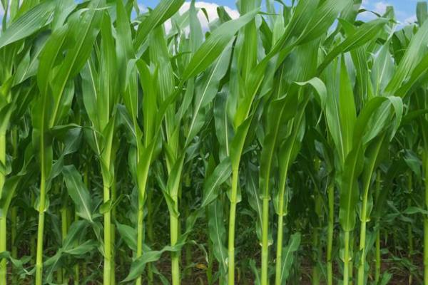 苏玉糯1704玉米种子介绍，适宜密度每亩4000株左右