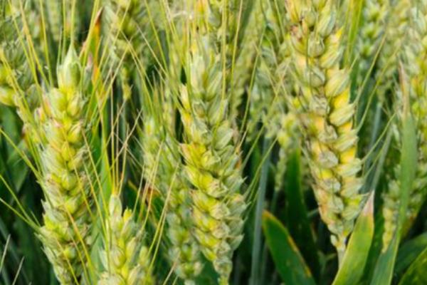 淮麦50小麦种子特点，半冬性小麦品种