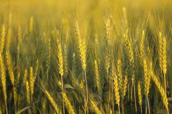 淮麦50小麦种子特点，半冬性小麦品种