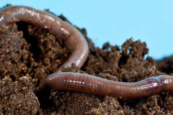 适合蚯蚓生活的土质是什么，潮湿、疏松、富含有机物的土壤比较好
