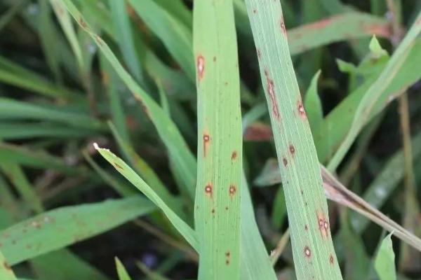 水稻的三大常见病害，是指稻瘟病、白叶枯病和纹枯病