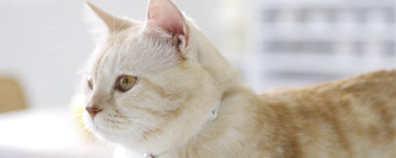 猫咪尿闭的原因，可能是处于发情期或泌尿系统异常等