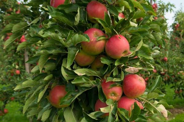 苹果树留果量的技巧，以下4种方法可供参考