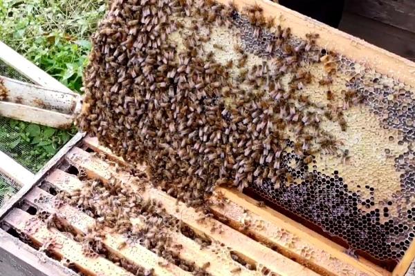 冬天蜜蜂缺少食物如何解决，可人工饲喂或补入蜜脾