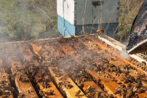 冬天蜜蜂缺少食物如何解决，可人工饲喂或补入蜜脾