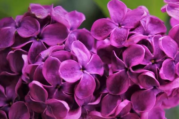 丁香花什么时候修剪，在春季萌动前进行