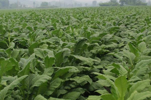 烟草花叶病的防治方法，应合理选用品种和采取农业、药剂防治