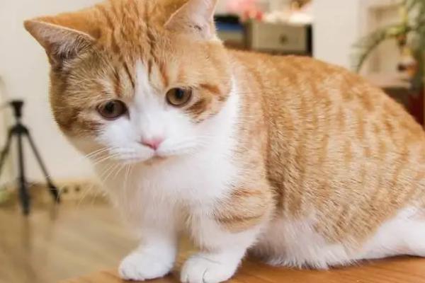 猫咪尿闭的原因，可能是处于发情期或泌尿系统异常等