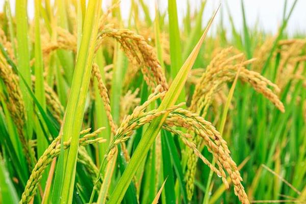 南粳7718水稻种子特征特性，为保持该品种的优良食味品质