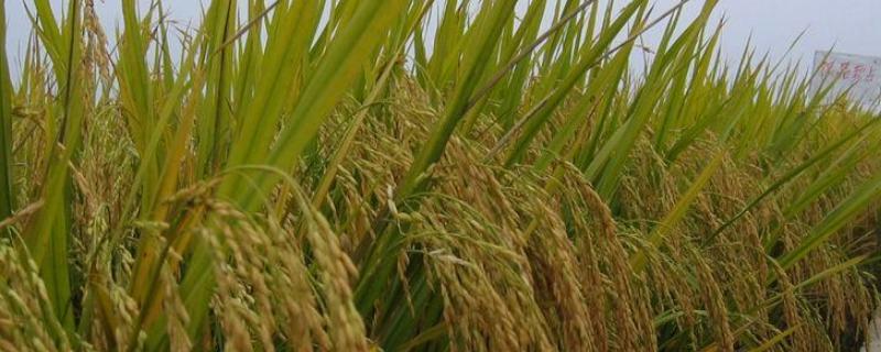 常农粳13号水稻种子简介，一般5月中下旬播种