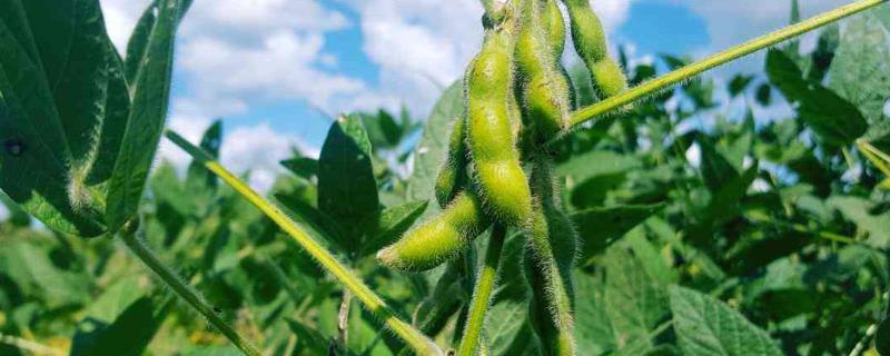 淮豆16大豆品种简介，一般在6月中下旬播种