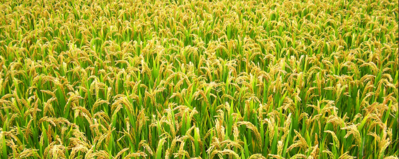 盐糯17水稻种子介绍，每亩有效穗22.2万