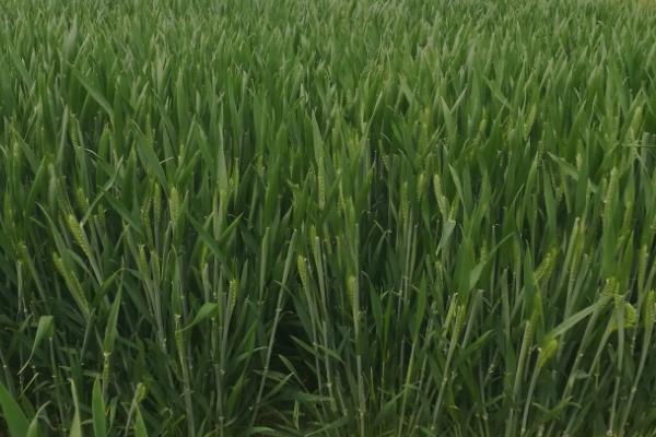 徐麦38小麦种子特征特性，每亩有效穗42.4万