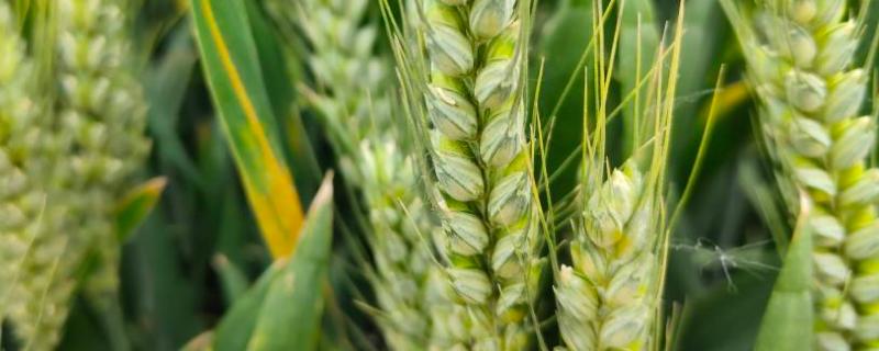 徐麦38小麦种子特征特性，每亩有效穗42.4万