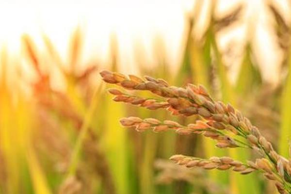 中科盐3号水稻种子简介，大田用种量每亩3~4公斤