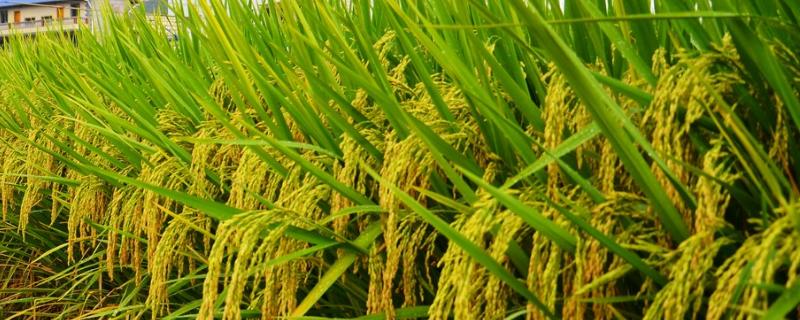 南粳5916水稻种子介绍，每亩用种量3~4公斤