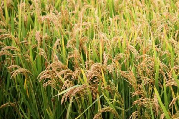 中组100水稻品种简介，该品种植株较矮
