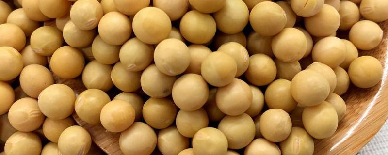 苏豆21大豆种子介绍，中熟夏大豆品种