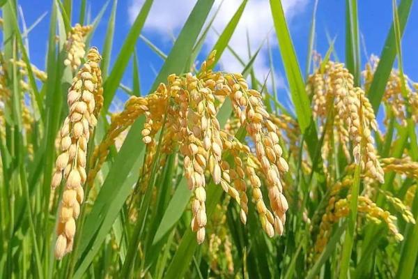 中组100水稻品种简介，该品种植株较矮