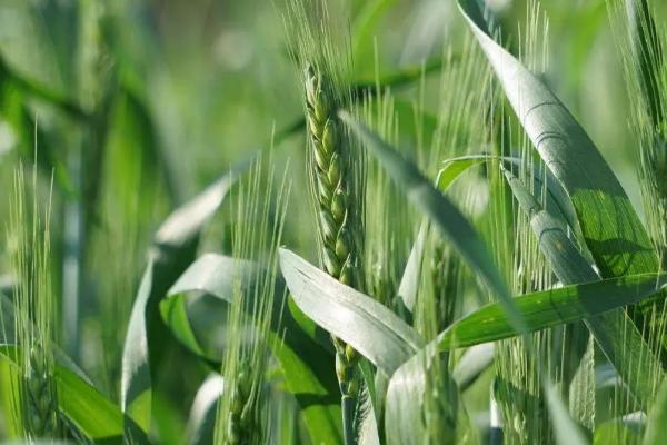 登海208小麦品种简介，注意防治病虫草害