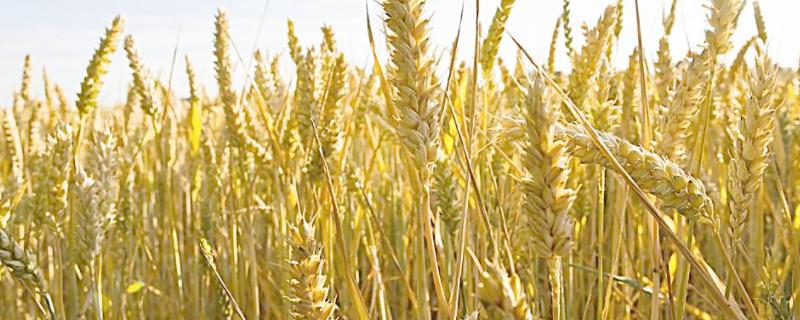 淮麦43小麦品种简介，每亩16－18万基本苗