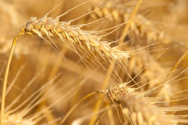 登海208小麦品种简介，注意防治病虫草害