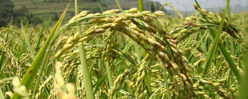 丰粳3227水稻种子特点，大田直播每亩用种量5千克左右