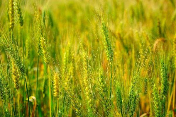鲁研888小麦种简介，每亩16－18万基本苗