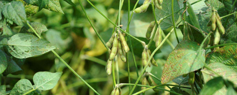 德纯豆6号大豆种简介，6月上旬至6月底均可播种