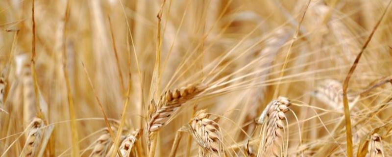 宿4185小麦品种简介，每亩15－20万基本苗
