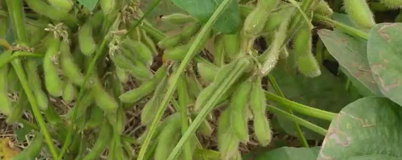 金豆99大豆种子介绍，早防治病虫害