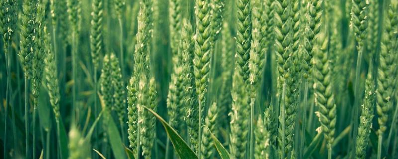 鲁研888小麦种简介，每亩16－18万基本苗