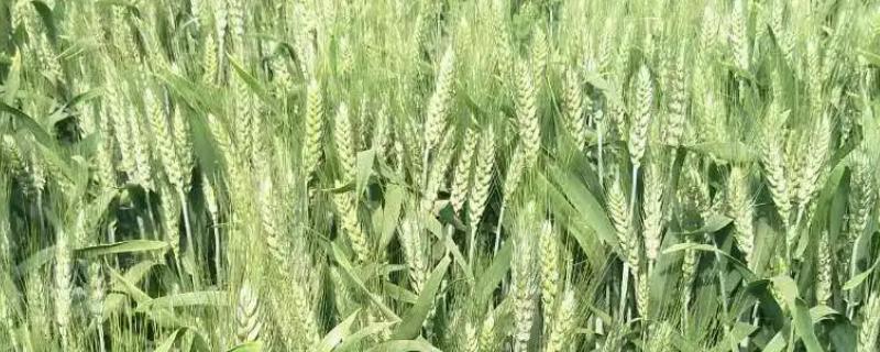 宁麦资166小麦种子简介，春性小麦品种