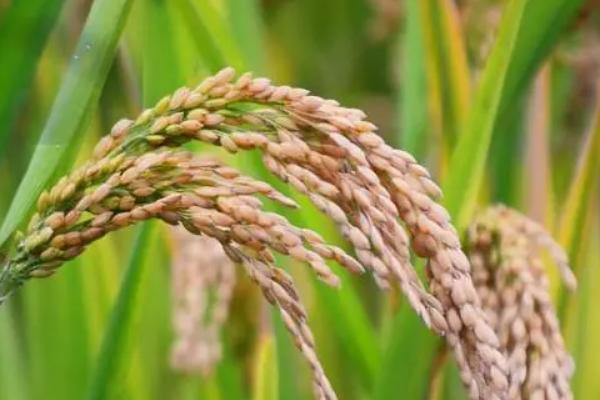 盐糯17水稻种子介绍，每亩有效穗22.2万