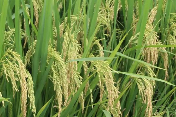 春优312水稻品种简介，特别要注意白叶枯病的防治