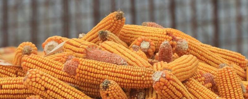 浙甜19玉米品种的特性，中抗纹枯病